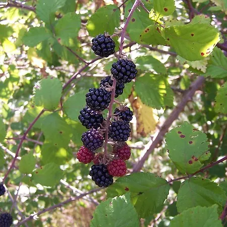 D'hôtes Le Moulin D'encor 4*